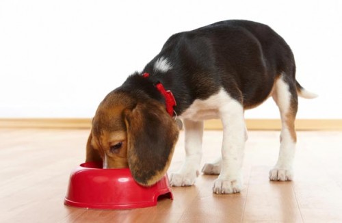 EVDE KÖPEK MAMASI NASIL YAPILIR