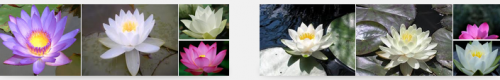 lotus-cicegi