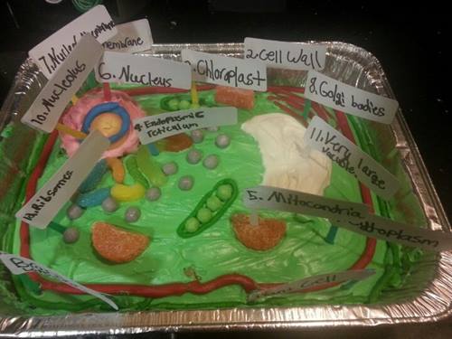 3D-plant-cell-project-bitki-hucre-modeli