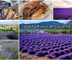 isprta-kuyucak-lavanta-diyari-lavanta-bahceleri