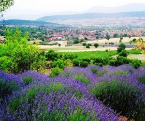 ısparta-kuyucak-lavanta-bahceleri